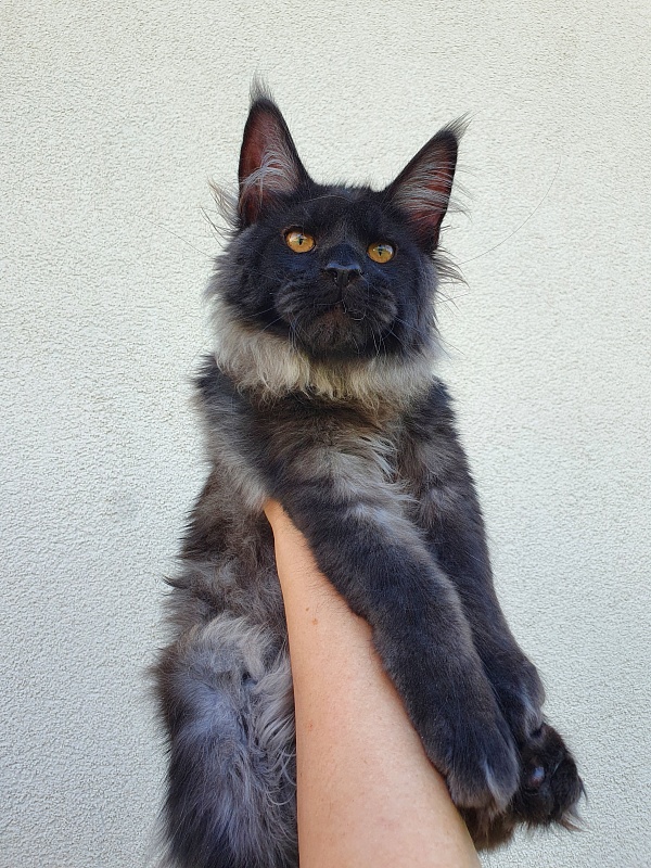 Evil  Akbars - Kitten maine-coon 5 months