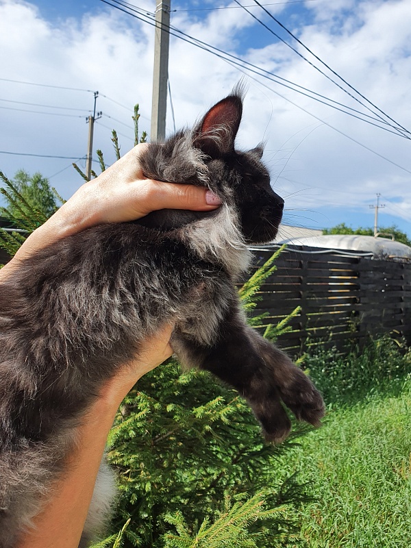 Evil  Akbars - Kitten maine-coon 5 months 2 weeks