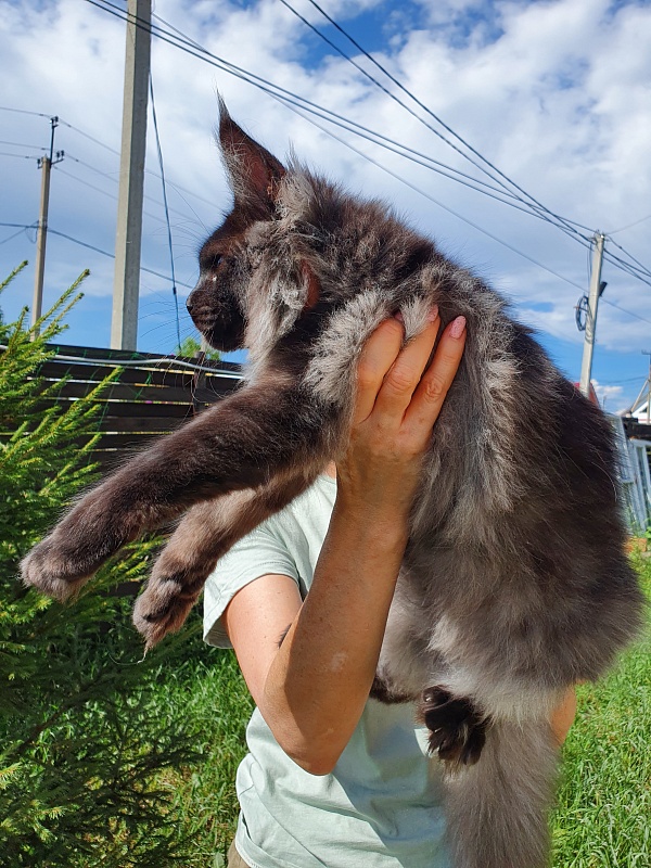 Evil  Akbars - Kitten maine-coon 5 months 2 weeks