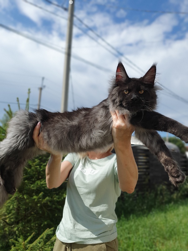 Evil  Akbars - Kitten maine-coon 5 months 2 weeks