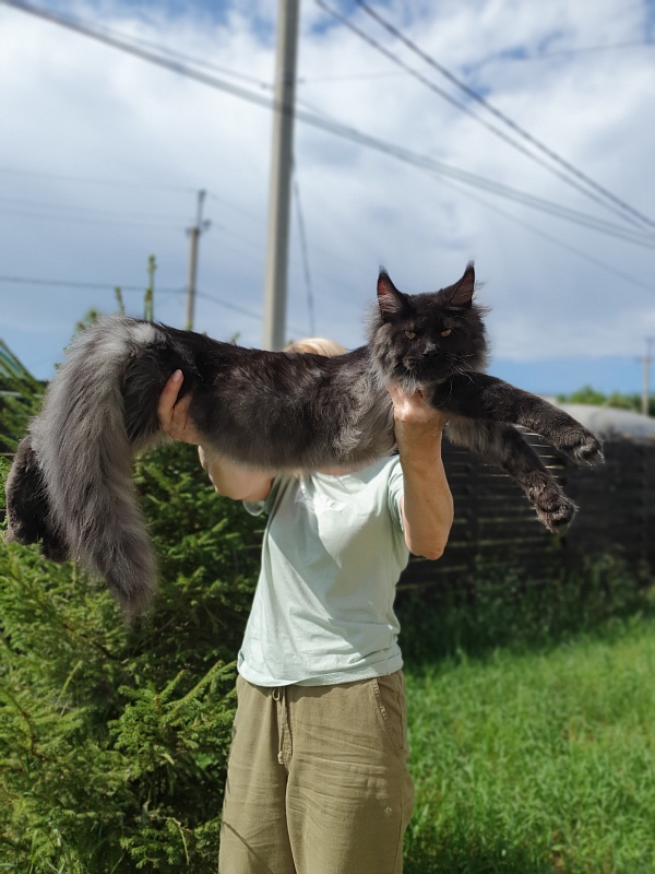 Evil  Akbars - Kitten maine-coon 5 months 2 weeks
