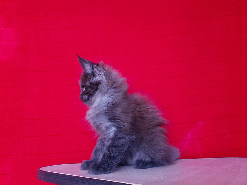 Evil  Akbars - Kitten maine-coon 1 month 4 weeks
