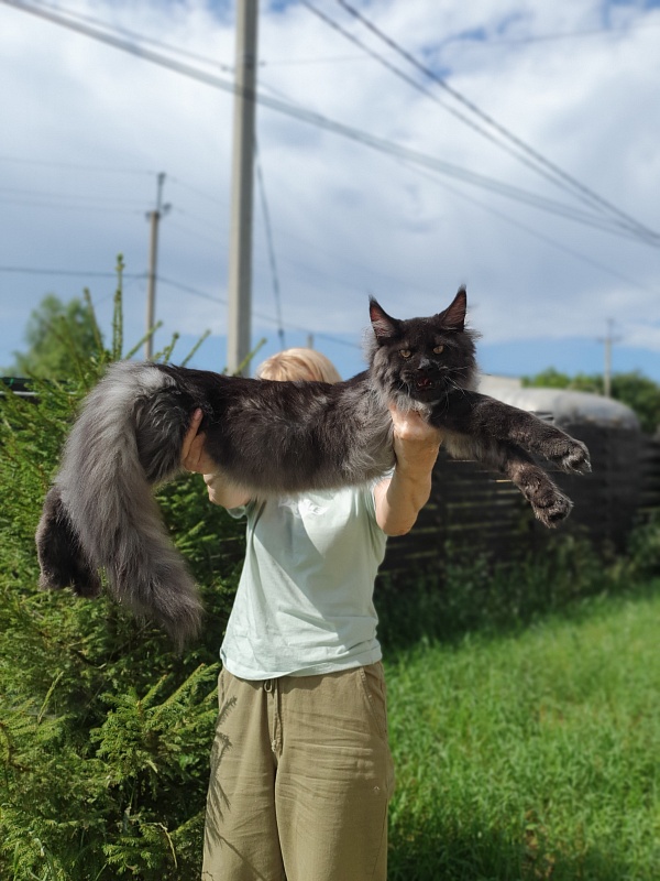 Evil  Akbars - Kitten maine-coon 5 months 2 weeks