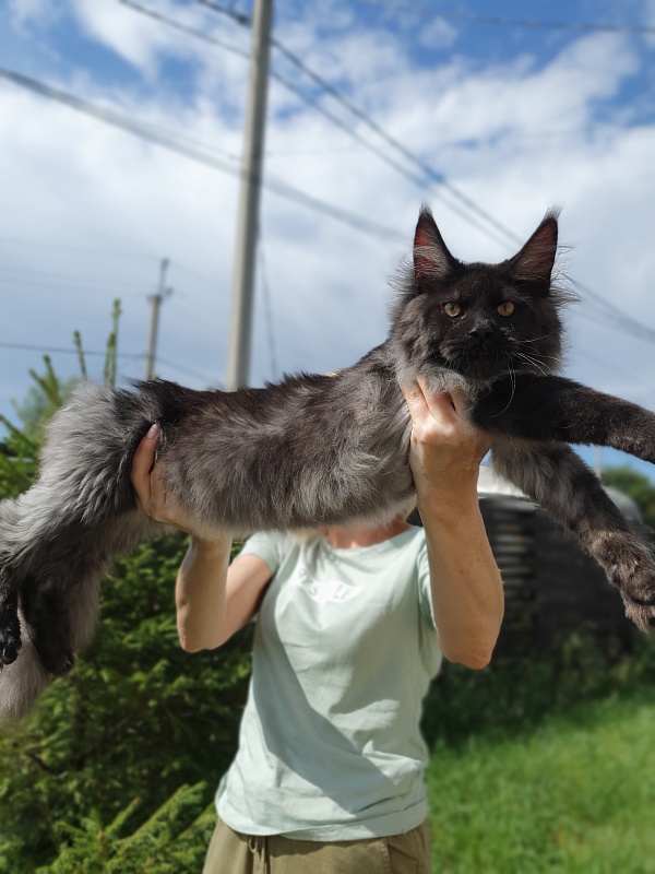 Evil  Akbars - Kitten maine-coon 5 months 2 weeks