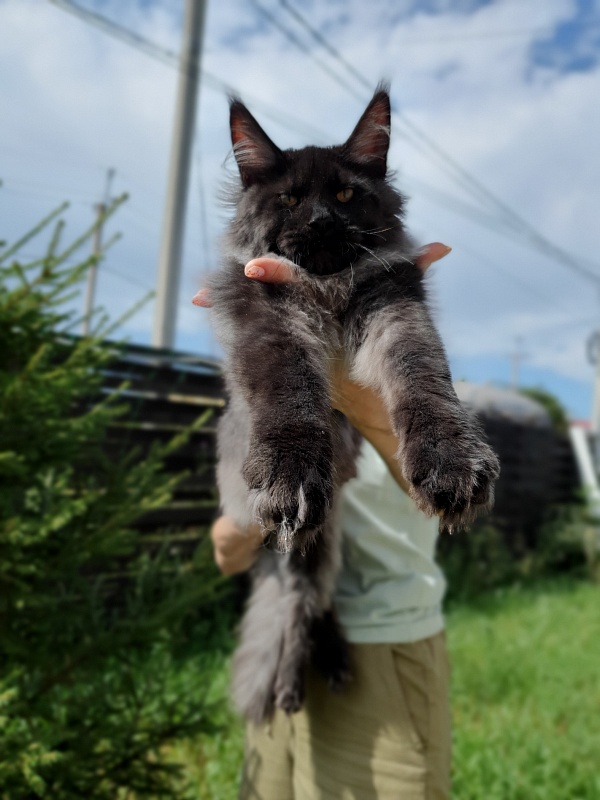 Evil  Akbars - Kitten maine-coon 5 months 2 weeks