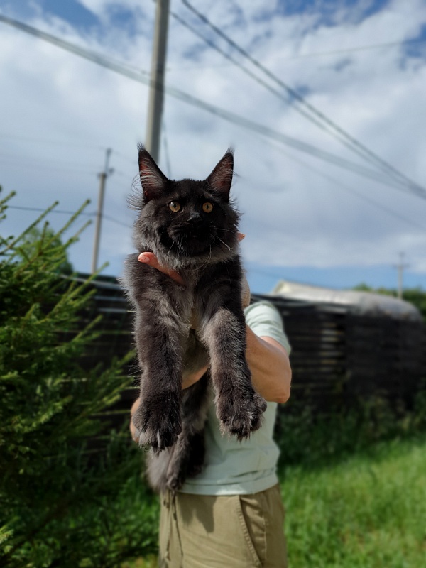 Evil  Akbars - Kitten maine-coon 5 months 2 weeks