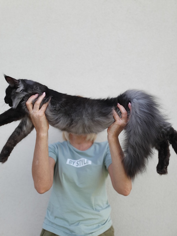 Evil  Akbars - Kitten maine-coon 5 months 2 weeks