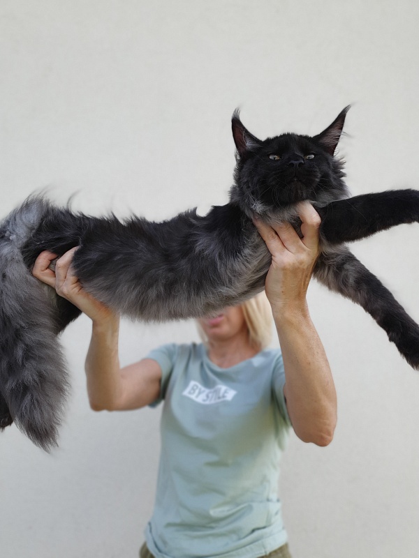 Evil  Akbars - Kitten maine-coon 5 months 2 weeks