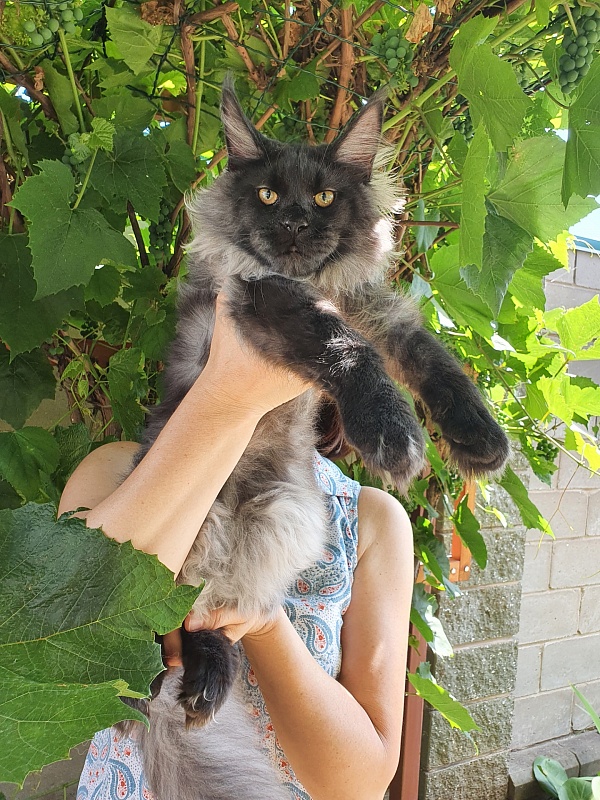 Evil  Akbars - Kitten maine-coon 5 months 3.5 weeks