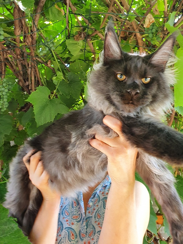 Evil  Akbars - Kitten maine-coon 5 months 3.5 weeks