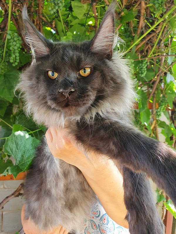 Evil  Akbars - Kitten maine-coon 5 months 3.5 weeks