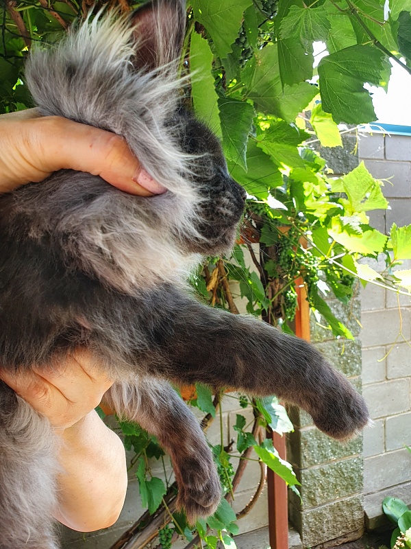 Evil  Akbars - Kitten maine-coon 5 months 3.5 weeks