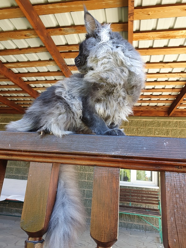 Evil  Akbars - Kitten maine-coon 6 months 0.5 weeks