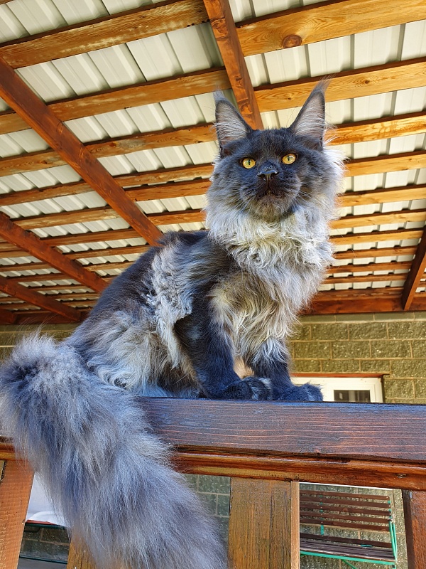 Evil  Akbars - Kitten maine-coon 6 months 0.5 weeks
