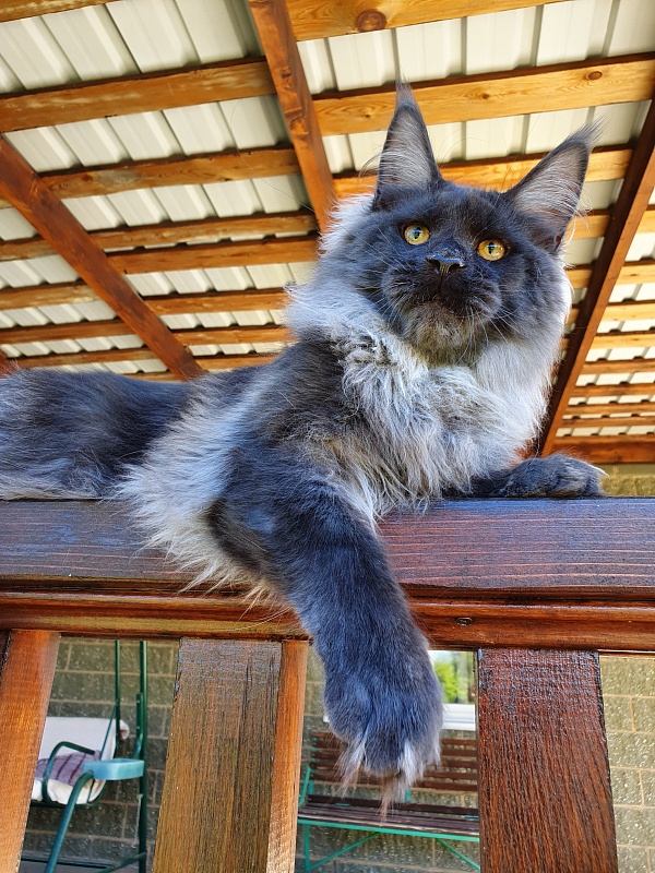 Evil  Akbars - Kitten maine-coon 6 months 0.5 weeks