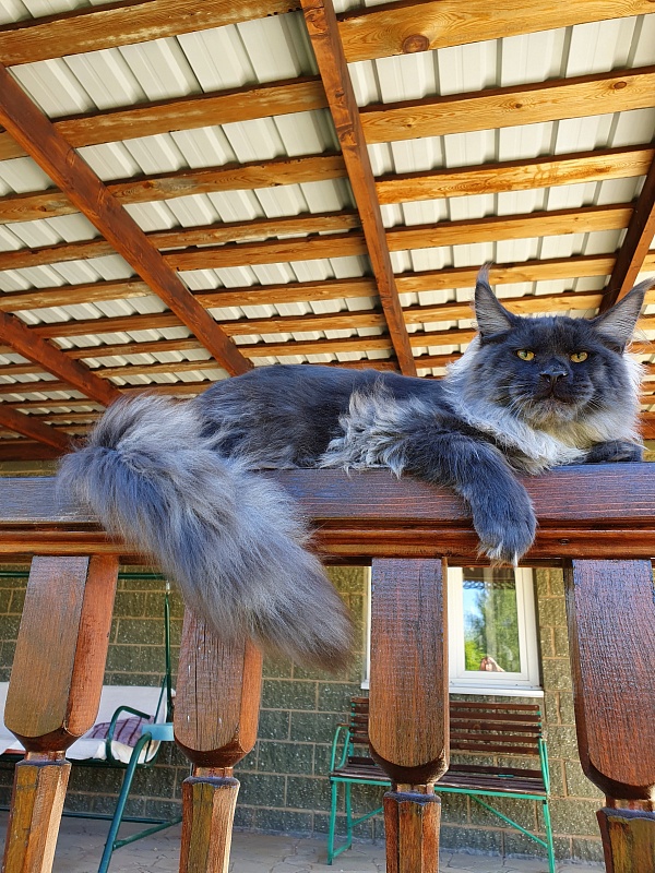 Evil  Akbars - Kitten maine-coon 6 months 0.5 weeks