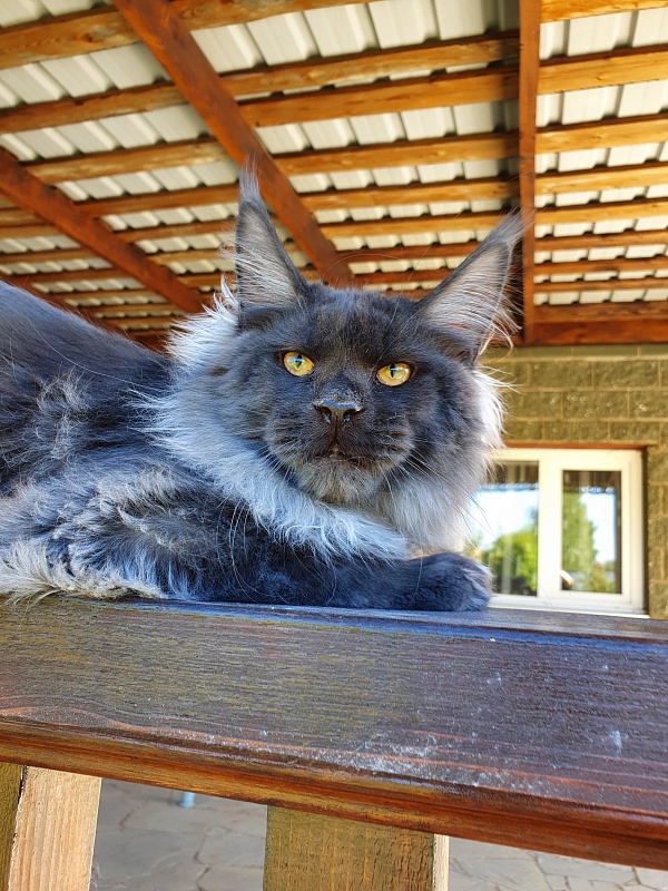 Evil  Akbars - Kitten maine-coon 6 months 0.5 weeks