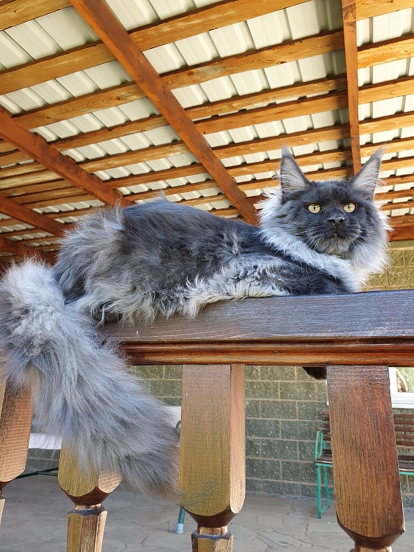 Evil  Akbars - Kitten maine-coon 6 months 0.5 weeks