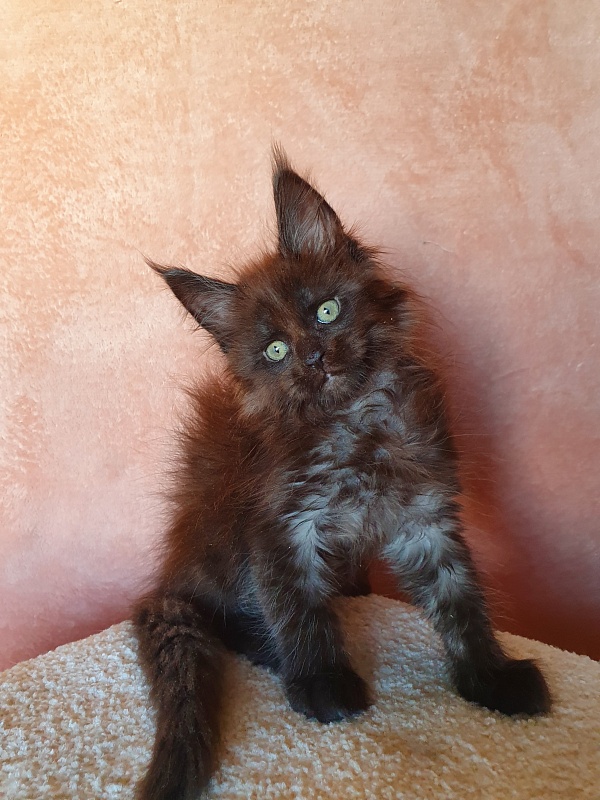 Evil  Akbars - Kitten maine-coon 2 months 0.5 weeks