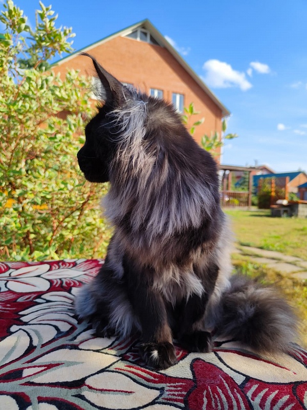 Evil  Akbars - Kitten maine-coon 6 months 3.5 weeks