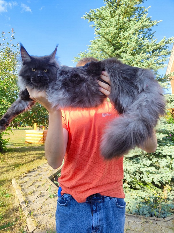 Evil  Akbars - Kitten maine-coon 6 months 3.5 weeks