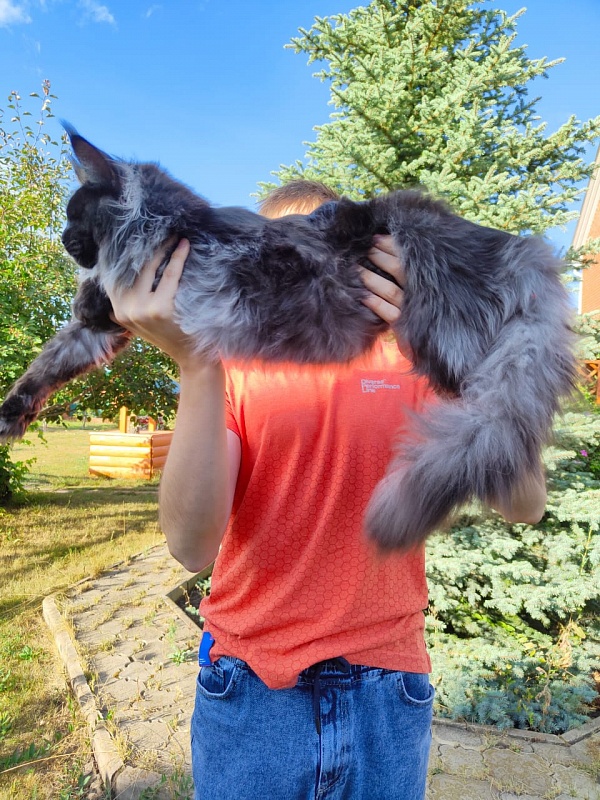 Evil  Akbars - Kitten maine-coon 6 months 3.5 weeks