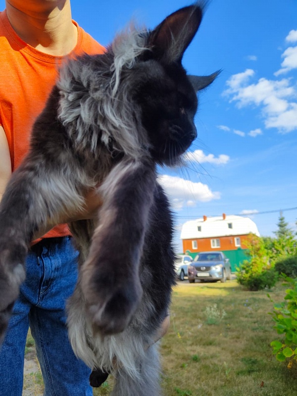 Evil  Akbars - Kitten maine-coon 6 months 3.5 weeks