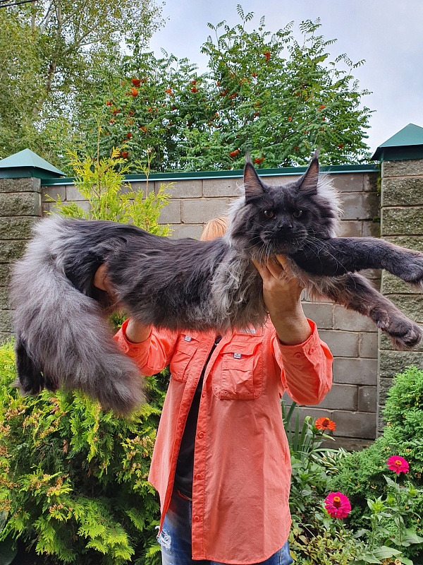Evil  Akbars - Kitten maine-coon 6 months 3.5 weeks