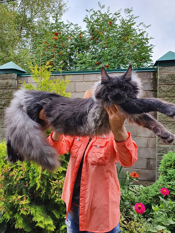 Evil  Akbars - Kitten maine-coon 6 months 3.5 weeks