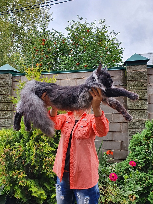 Evil  Akbars - Kitten maine-coon 6 months 3.5 weeks