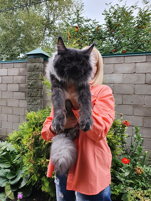 Evil  Akbars - Kitten maine-coon 6 months 3.5 weeks