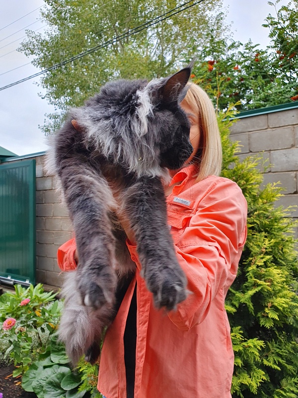 Evil  Akbars - Kitten maine-coon 6 months 3.5 weeks