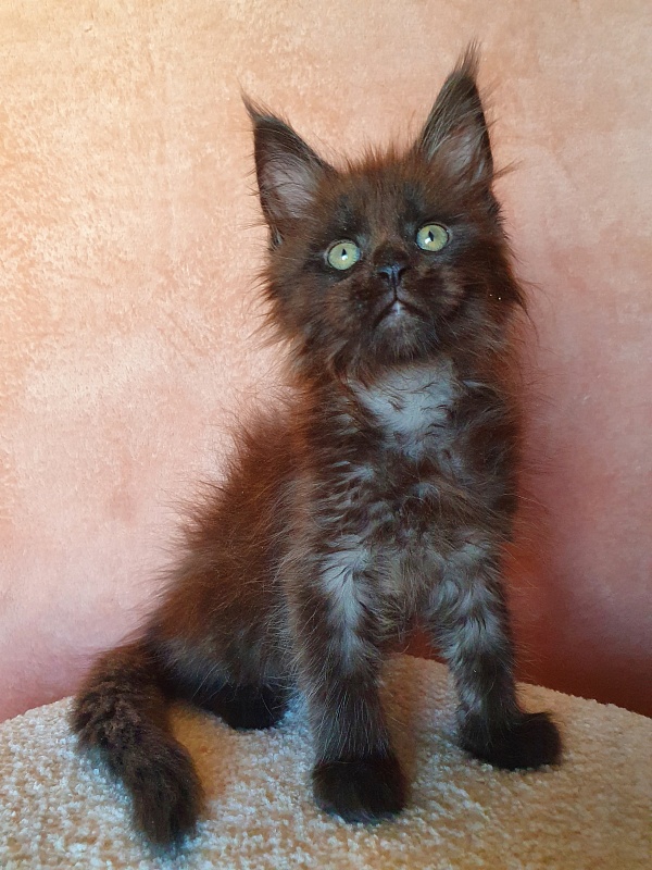 Evil  Akbars - Kitten maine-coon 2 months 0.5 weeks