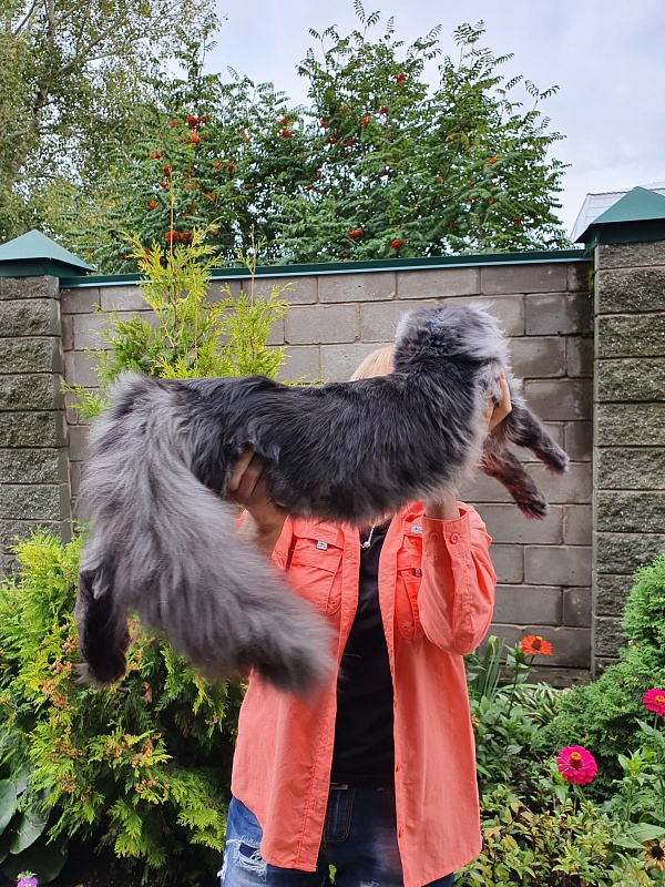 Evil  Akbars - Kitten maine-coon 6 months 3.5 weeks