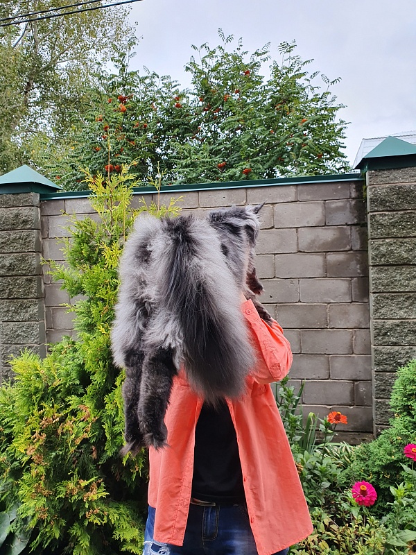 Evil  Akbars - Kitten maine-coon 6 months 3.5 weeks