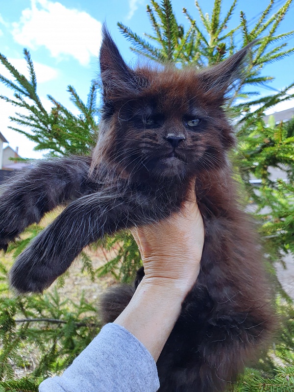 Evil  Akbars - Kitten maine-coon 2 months 0.5 weeks