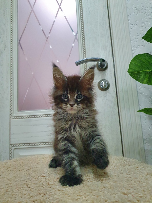 Eclipse Akbars - Kitten maine-coon 1 month 4 weeks