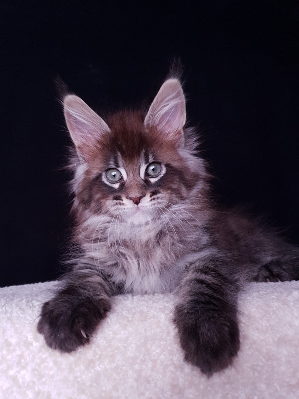 Eclipse Akbars - Kitten maine-coon 2 months 0.5 weeks