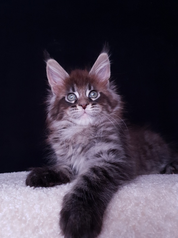Eclipse Akbars - Kitten maine-coon 2 months 0.5 weeks
