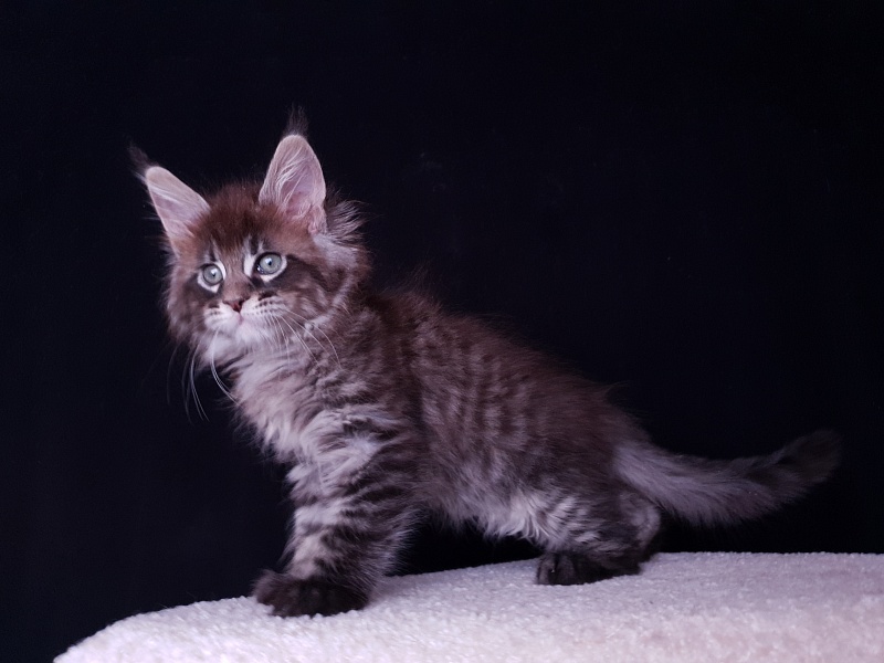 Eclipse Akbars - Kitten maine-coon 2 months 0.5 weeks