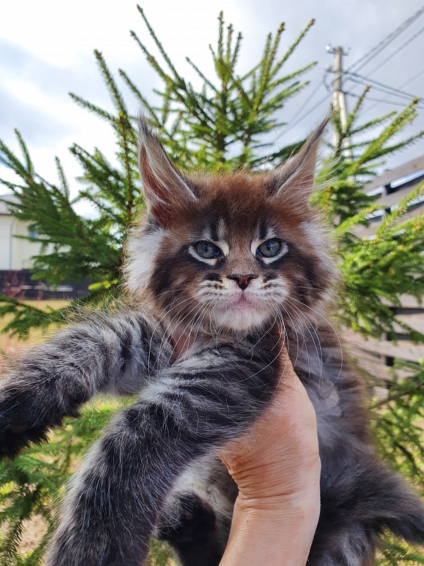 Eclipse Akbars - Kitten maine-coon 2 months 0.5 weeks