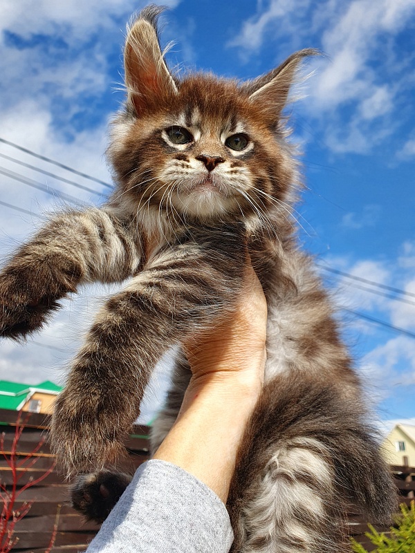 Eclipse Akbars - Kitten maine-coon 2 months 0.5 weeks