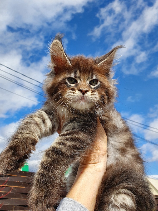 Eclipse Akbars - Kitten maine-coon 2 months 0.5 weeks