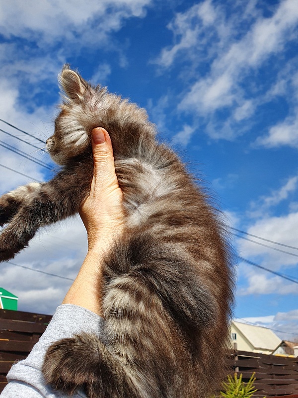 Eclipse Akbars - Kitten maine-coon 2 months 0.5 weeks