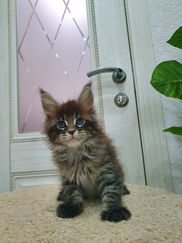 Eclipse Akbars - Kitten maine-coon 1 month 4 weeks