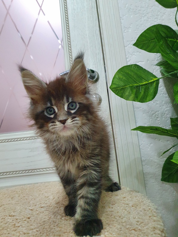 Eclipse Akbars - Kitten maine-coon 1 month 4 weeks