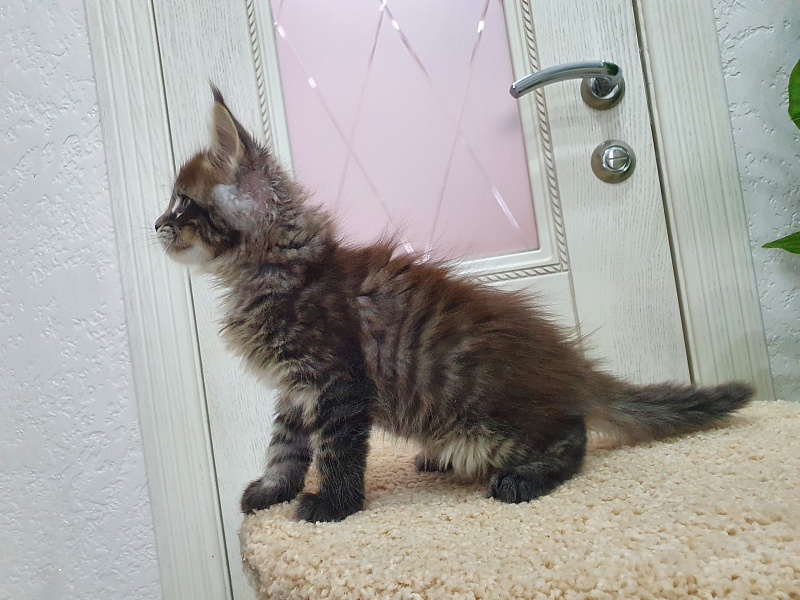 Eclipse Akbars - Kitten maine-coon 1 month 4 weeks