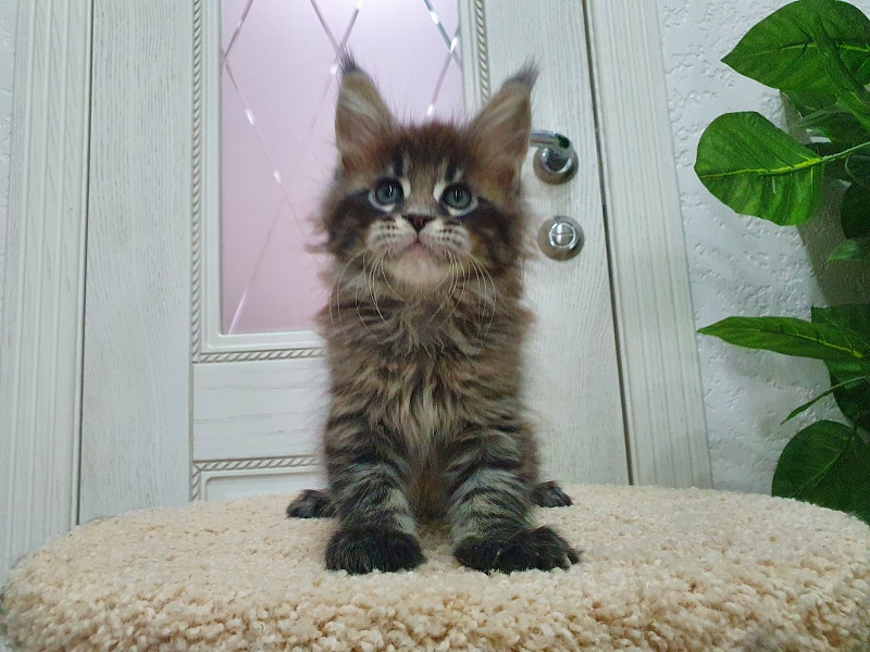 Eclipse Akbars - Kitten maine-coon 1 month 4 weeks