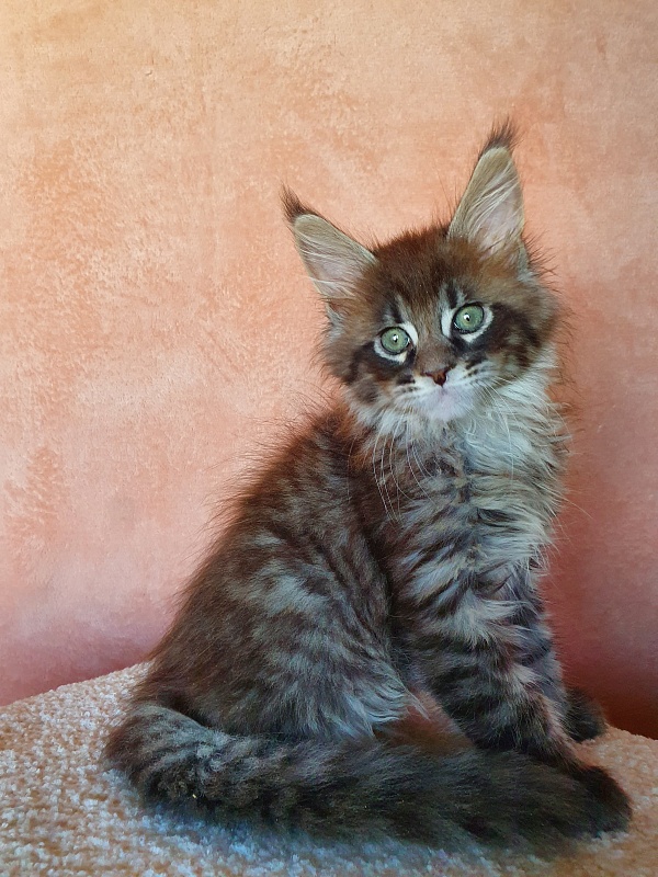 Eclipse Akbars - Kitten maine-coon 2 months 0.5 weeks