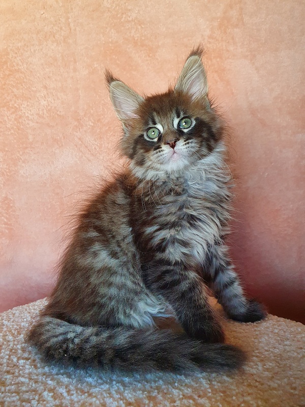 Eclipse Akbars - Kitten maine-coon 2 months 0.5 weeks